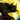 Roar of Courage Icon