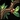 Mistletoe Icon