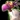 Egbert's Egg Icon