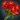 My Love is Like a Red, Red Rose Icon
