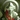 Hymn of Hope Icon