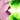 Blushing Bride Icon