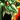 Blood Craze Icon